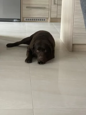 Labrador čokoláda