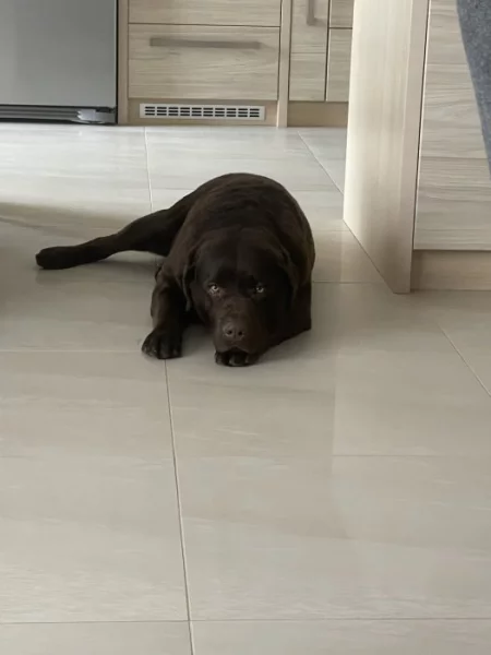 Labrador čokoláda