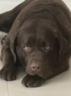 Labrador čokoláda