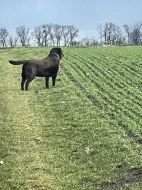 Labrador čokoláda