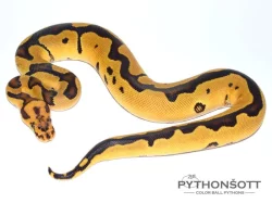 KRAJTA KRÁLOVSKÁ - Python regius