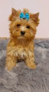 Biewer Golddust Yorkshire Terrier