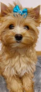 Biewer Golddust Yorkshire Terrier