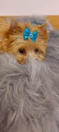 Biewer Golddust Yorkshire Terrier