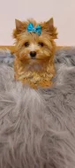 Biewer Golddust Yorkshire Terrier