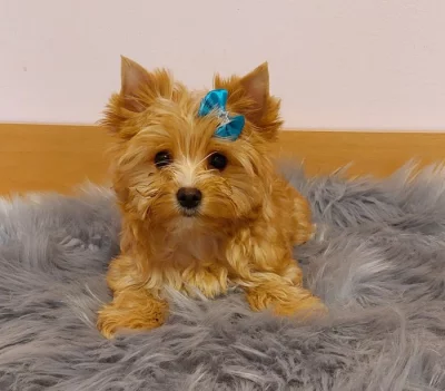 Biewer Golddust Yorkshire Terrier