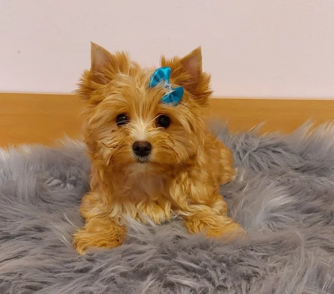 Biewer Golddust Yorkshire Terrier