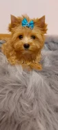 Biewer Golddust Yorkshire Terrier