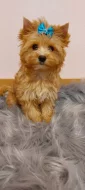 Biewer Golddust Yorkshire Terrier