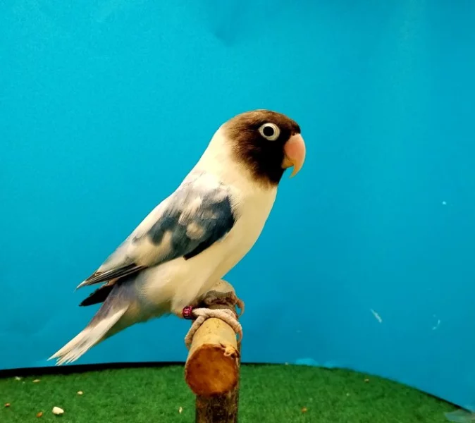 Agapornis Škraboškový