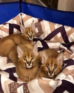 serval a caracal koťata dostupná