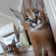 serval a caracal koťata dostupná