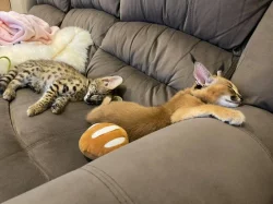 serval a caracal koťata dostupná