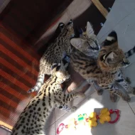 serval a caracal koťata dostupná
