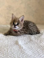 serval a caracal koťata dostupná