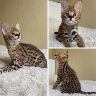 serval a caracal koťata dostupná