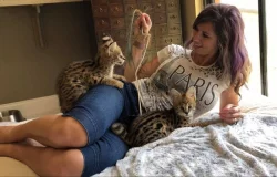 serval a caracal koťata dostupná