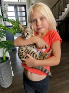 serval a caracal koťata dostupná
