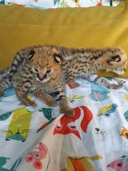 serval a caracal koťata dostupná