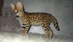 serval a caracal koťata dostupná