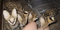 serval a caracal koťata dostupná