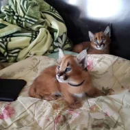 serval a caracal koťata dostupná