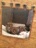serval a caracal koťata dostupná