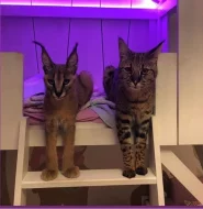 serval a caracal koťata dostupná