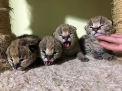 serval a caracal koťata dostupná