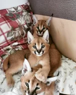 serval a caracal koťata dostupná