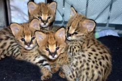 serval a caracal koťata dostupná