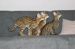 serval a caracal koťata dostupná
