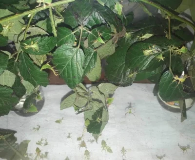 Prodám lupenitky Phyllium l.Tataba