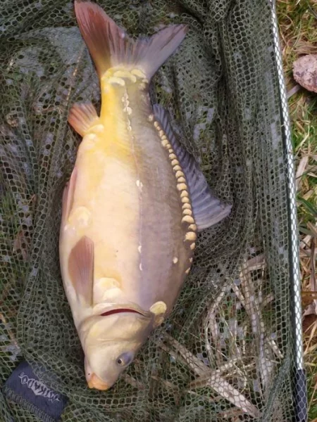 prodám násadu kapra (1-2.5kg)