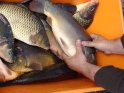 prodám násadu kapra (1-2.5kg)