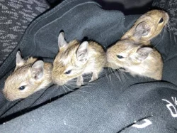 Osmák degu