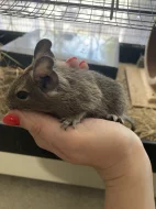 Osmák degu