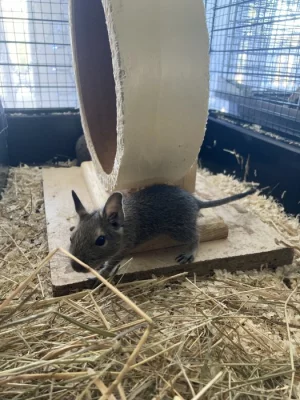Osmák degu