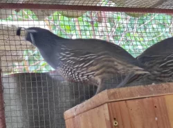 Křepel Kalifornský