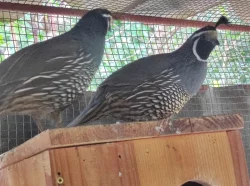 Křepel Kalifornský