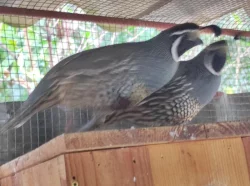 Křepel Kalifornský