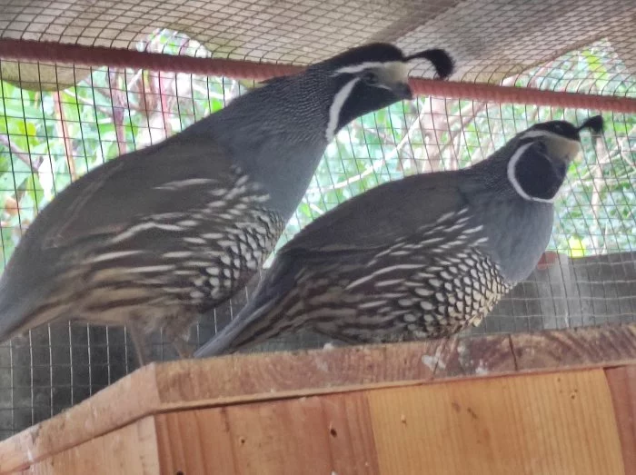 Křepel Kalifornský