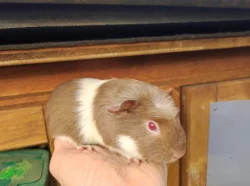 Morče