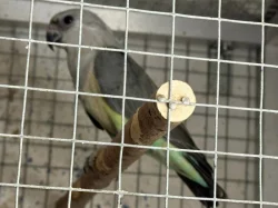 Papoušek Červenobřichý ,Poicephalus Rufiventris