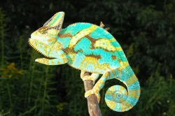 Prodám Chameleon jemenský - Chameleo calyptratus