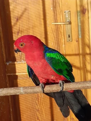 Papoušek karmínový