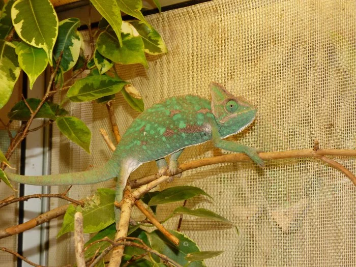 Chameleon jemenský (Chamaeleo calyptratus)