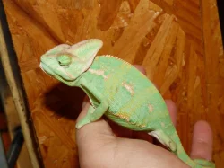 Chameleon jemenský (Chamaeleo calyptratus)