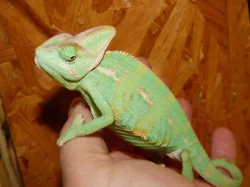Chameleon jemenský (Chamaeleo calyptratus)