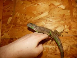 Leguán zelený (Iguana iguana)